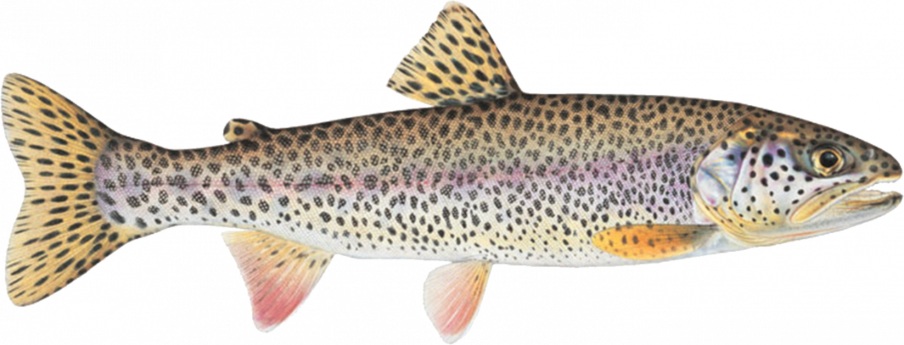 Coastal Cutthroat Trout Interagency Committee – Working to guide the  conservation and restoration of coastal cutthroat trout throughout their  native range.