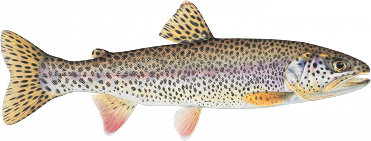 2024 Coastal Cutthroat Trout Symposium – Coastal Cutthroat Trout  Interagency Committee